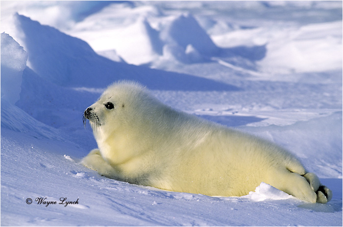 Harp Seal Pup 106 by Dr. Wayne Lynch &copy;